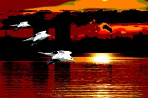 yep 33 3 gulls Sunrise 3 (13)
