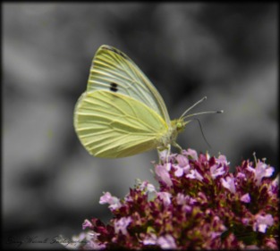 Butterfly (28)