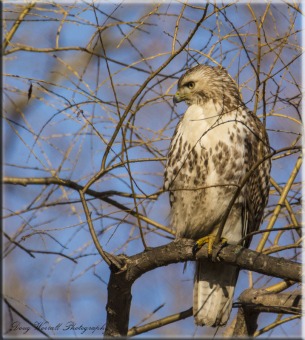 Coppers Hawk (28)