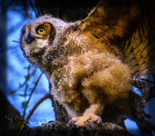 Great Horned-owlets (35)